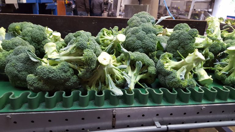 Project duurzame broccoli